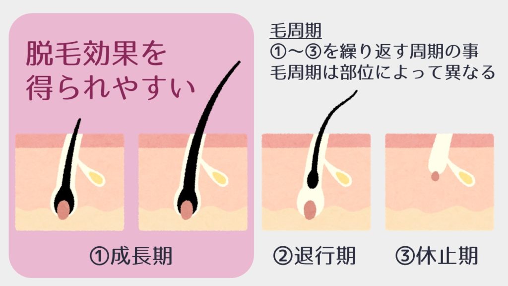 毛周期